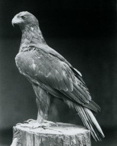 Haziran 1926