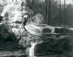 Haziran 1927