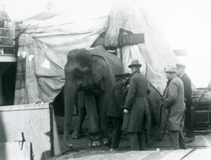 A Burmese Elephant sheltered partly under a tarpaulin on deck, with a trainer and four other men, travelling to London Zoo in 1927 (b/w photo) by Frederick William Bond