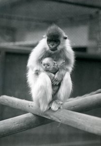 Bir kiriş üzerinde otururken bebeği tutan Kapaklı Langur. Londra Hayvanat Bahçesi, 6 Ekim 1913 by Frederick William Bond