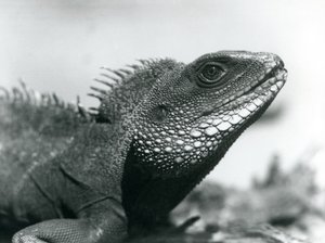 Ağustos 1928