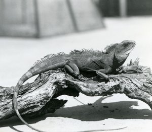 1928
