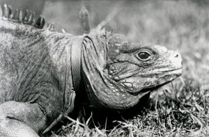 Bir Bulutlu Kaya Iguana Methuselah, Londra Hayvanat Bahçesi