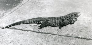 A CommonGoldGoldenBlackColumbian Tegu veya Tiger Lizard Ağustos 1926