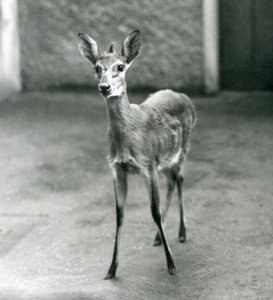 Ağustos 1927