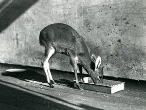 Yerdeki bir tepsiden beslenen bir Duiker, Londra Hayvanat Bahçesi, Temmuz 1925 by Frederick William Bond