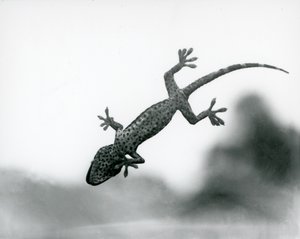 Cama tırmanırken aşağıdan görülen ve özel ayak pedlerini gösteren bir Gecko, Londra Hayvanat Bahçesi, Ağustos 1928 (s/b fotoğraf) by Frederick William Bond