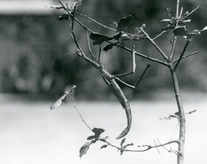 1923