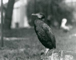 Eylül 1927