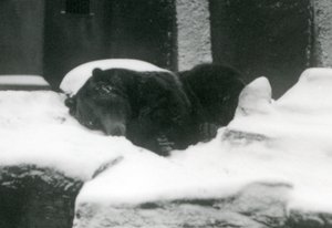 Karda uyuyan bir Boz Ayı, Londra Hayvanat Bahçesi, 1924 by Frederick William Bond