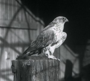 Bir kütüğün üzerinde dinlenen bir Gyrfalcon, Londra Hayvanat Bahçesi, Aralık 1925 by Frederick William Bond