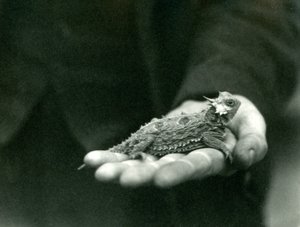 Boynuzlu Kertenkele, bakıcısının elinde duruyor, Londra Hayvanat Bahçesi, Nisan 1923 (bw fotoğraf) by Frederick William Bond