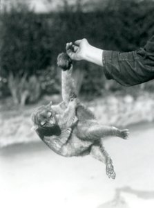 Bir Kinkajou, kavrayıcı kuyruğuyla koruyucunun parmağından sarkıyor, Londra Hayvanat Bahçesi, Eylül 1925 by Frederick William Bond