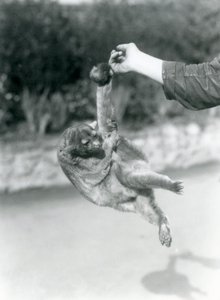 Bir Kinkajou, kavrayıcı kuyruğuyla koruyucunun parmağından sarkıyor, Londra Hayvanat Bahçesi, Eylül 1925 by Frederick William Bond