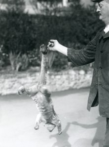 Bir Kinkajou, koruyucunun parmağından kavrayan kuyruğuyla baş aşağı asılı, Londra Hayvanat Bahçesi, Eylül 1925 by Frederick William Bond