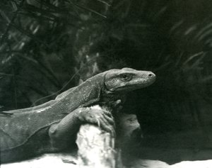 Haziran 1927