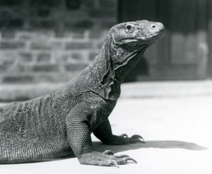 Ağustos 1928