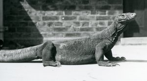 Ağustos 1928