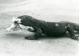 Tavuk yiyen bir Komodo Ejderhası, Londra Hayvanat Bahçesi by Frederick William Bond