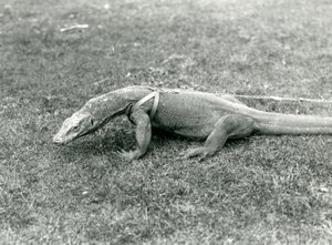 Bir Komodo Ejderhası, koşum takımı ve tasma takmış, çimenlikte yürüyüşe çıkmış (s/b fotoğraf) by Frederick William Bond