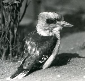 Nisan 1925