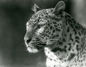 A Leopard at London Zoo in 1930 (b/w photo) by Frederick William Bond