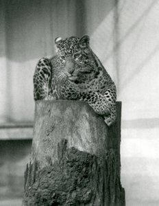 Bir ağaç kütüğünün tepesinde yatan bir leopar, Londra Hayvanat Bahçesi by Frederick William Bond