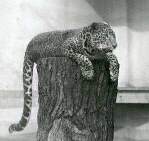 Bir ağaç kütüğünün tepesinde yatan ve kuyruğu arkadan sarkan bir leopar, Londra Hayvanat Bahçesi by Frederick William Bond