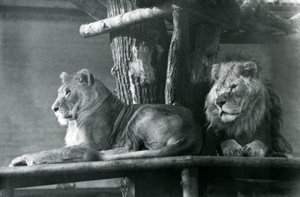 1929