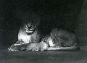 Muhafazalarının arkasındaki gölgede yatan bir dişi aslan ve yavru, Londra Hayvanat Bahçesi, Ekim 1925 by Frederick William Bond