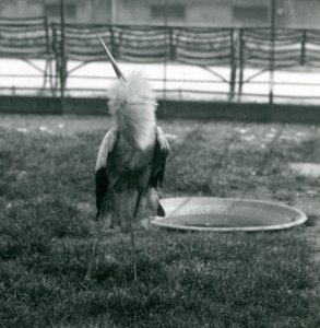 Küçük bir beton havuzun yanında çimenlerin üzerinde dururken yukarı-aşağı gösterisini gerçekleştiren bir Maguari Leylek, Londra Hayvanat Bahçesi, Temmuz 1925 (s/b fotoğraf) by Frederick William Bond