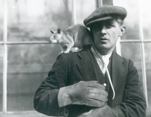 Bir Madagaskar Dev Sıçan, bekçisinin omzunda oturuyor, Londra Hayvanat Bahçesi, 1924