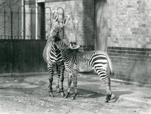 1929