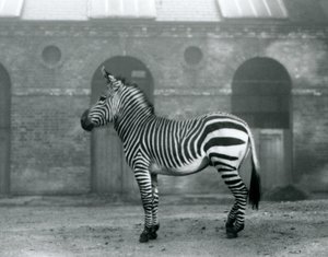1927