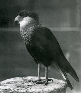 1930 öncesi Londra Hayvanat Bahçesi