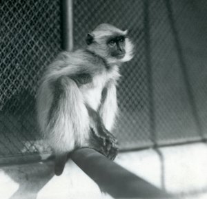 1928