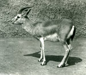 Haziran 1925