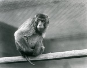 A Pig-tailed Macaque sitting on a perch in its enclosure at London Zoo (b/w photo) by Frederick William Bond