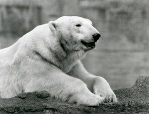 A Polar Bear resting on a rocky ledge at London Zoo in 1931 (b/w photo) by Frederick William Bond