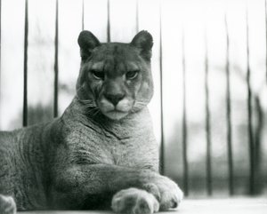 1931
