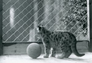 Elinde top olan bir Puma kedi yavrusu, muhafazasının dışına bakıyor, Londra Hayvanat Bahçesi, 1923 by Frederick William Bond