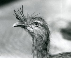 1929