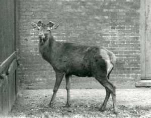 Boynuzları tomurcuklanan bir Kızıl Geyik, Londra Hayvanat Bahçesi, Ağustos 1928 (s/b fotoğraf) by Frederick William Bond