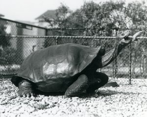 Bir Saddleback, Galapagos Kaplumbağası bir sopa üzerinde bir muzla beslenir (s/b fotoğraf) by Frederick William Bond