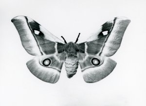 Bir Silkmoth, Bunaea caffraria, Londra Hayvanat Bahçesi