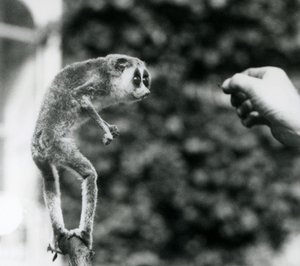Bir dalda dik duran, bir yemek kurdu sunulan bakıcının eline bakan İnce bir Loris, Londra Hayvanat Bahçesi, Ağustos 1926 by Frederick William Bond