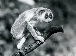 Dalda yürüyen İnce Loris, Londra Hayvanat Bahçesi, Ağustos 1926 by Frederick William Bond