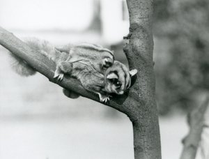 1931