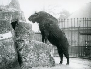 Sığır güderi veya Gnu keçisi olarak da bilinen bir Takin, ön ayakları bir kayanın üzerinde durarak dik duruyor, Londra Hayvanat Bahçesi by Frederick William Bond