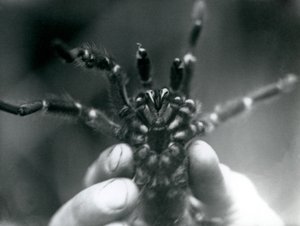 Dişlerini aşağıdan göstermek için kaldırılan bir Tarantula, Londra Hayvanat Bahçesi, Ekim 1925 by Frederick William Bond